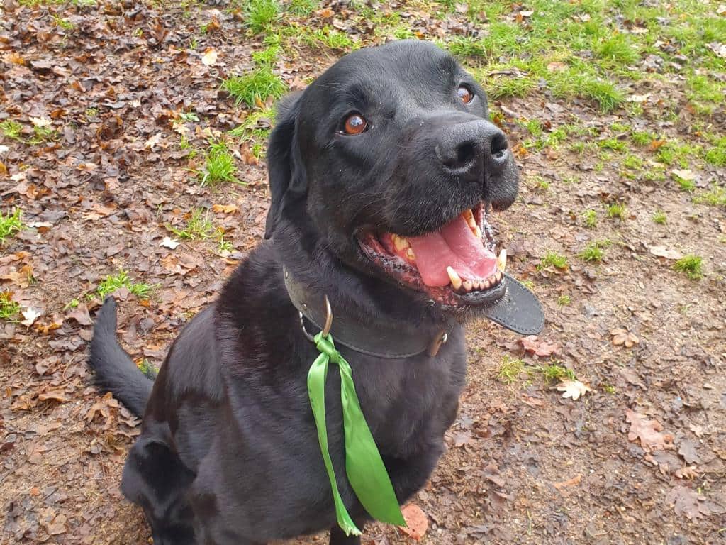 Brezel, Labrador Retriever-Mischling aus dem Tierheim in Hamburg (Foto 1 von 4)