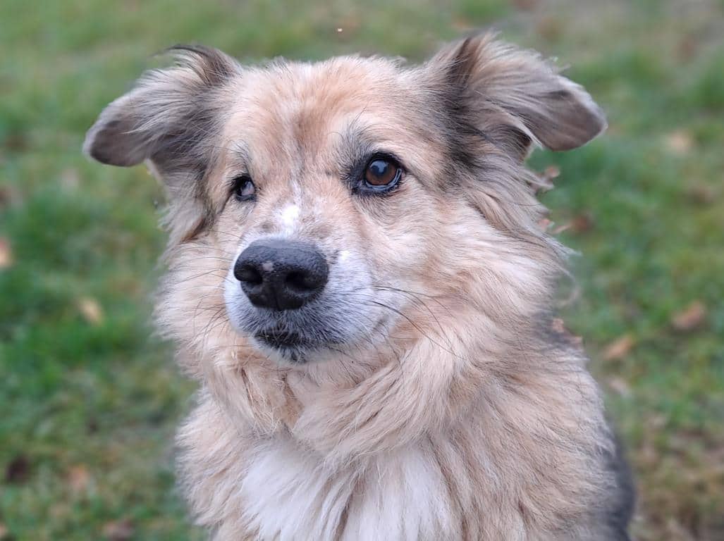 Mirko, Mischling aus dem Tierheim in Hamburg (Foto 1 von 5)
