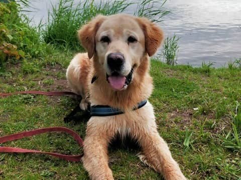 Lord, Golden-Retriever-Mischling aus dem Tierheim in Hamburg (Foto 1 von 6)