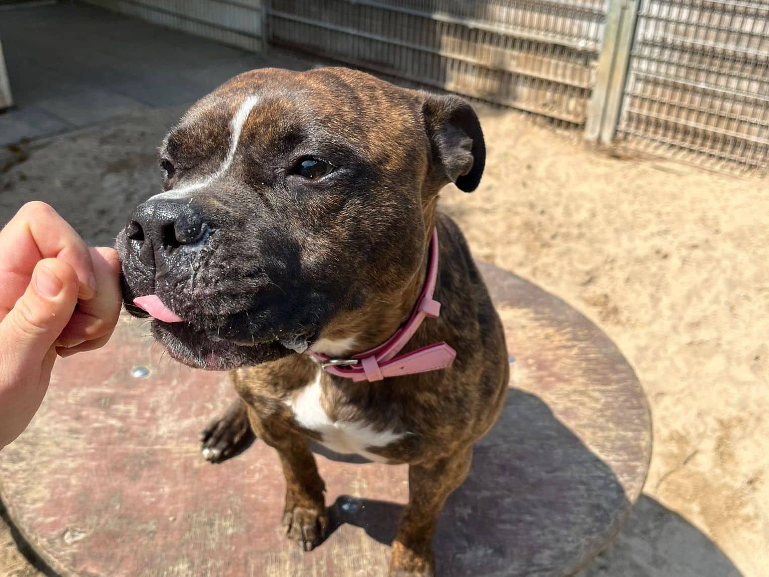 Frodo, American Staffordshire Terrier aus dem Tierheim in Hamburg (Foto 1 von 3)