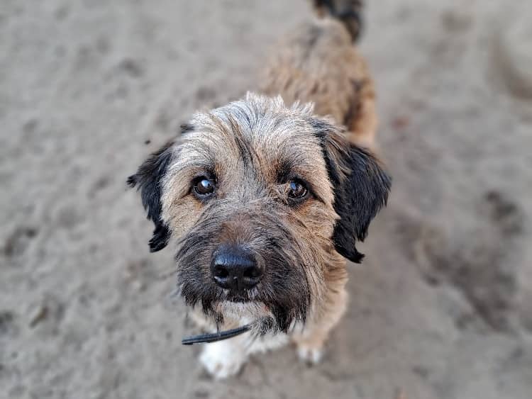 Milo, Bolonka-Zwetna-Yorkshire-Terrier-Mischling aus dem Tierheim in Hamburg (Foto 1 von 5)