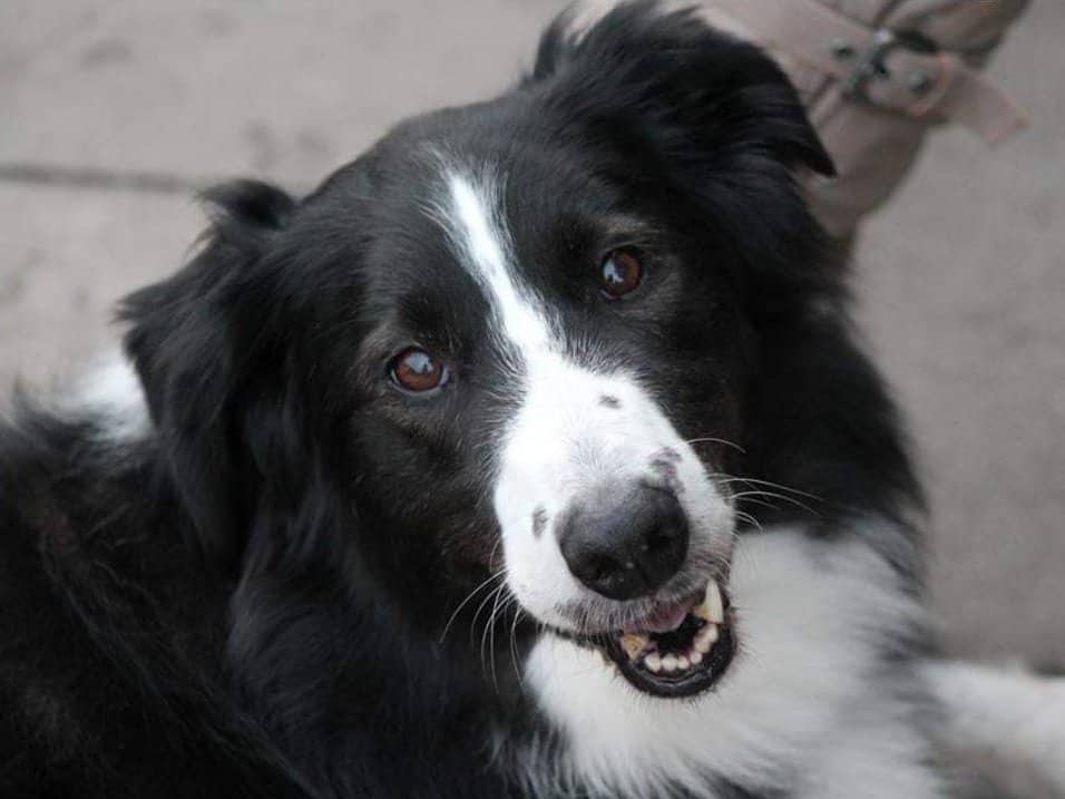 Cook, Border Collie aus dem Tierheim in Hamburg (Foto 1 von 2)