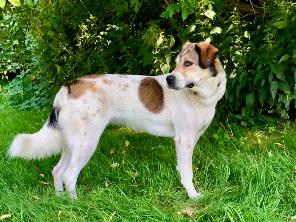 Esma, Mischling aus dem Tierheim in Hamburg (Foto 1 von 2)