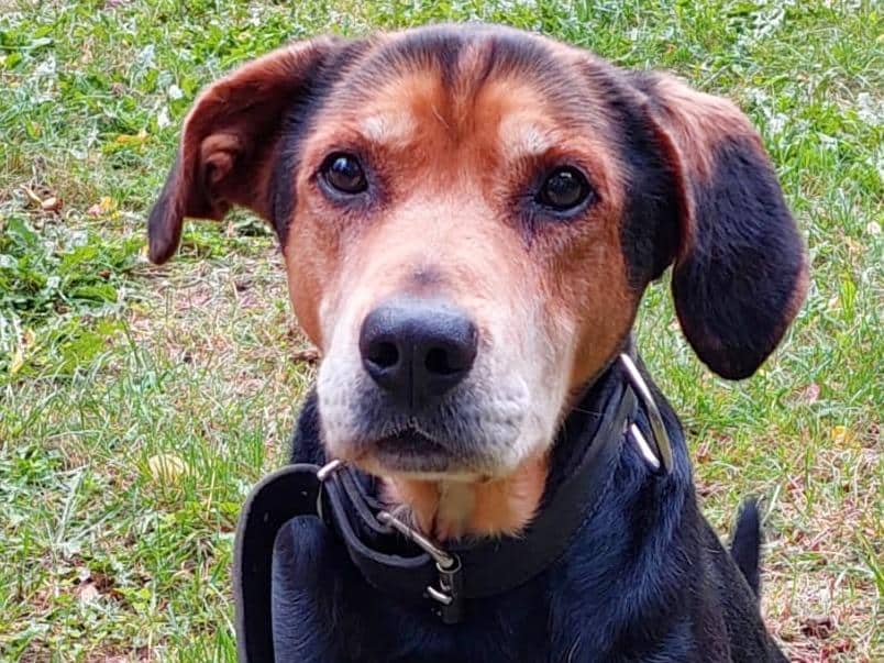 Max, Deutscher Schäferhund-Mischling aus dem Tierheim in Hamburg (Foto 1 von 3)